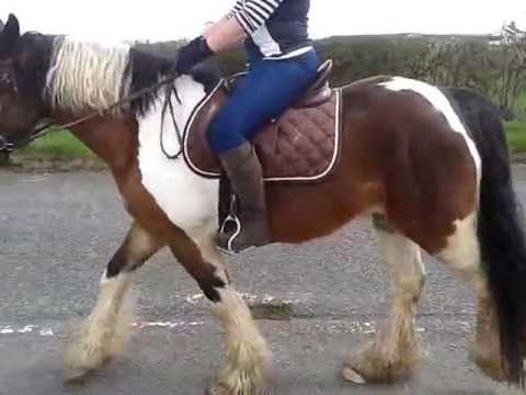 Lame horse - back / hind leg(s) giving way ?? HELP! Watch at 1:00m & end Lame horse - back / hind leg(s) giving way ?? HELP! Watch at 1:00m & end