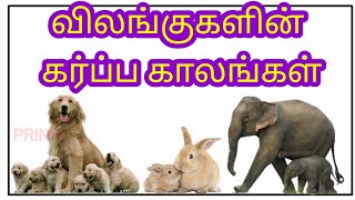 All animals pregnancy time in tamil/ விலங்குகளின் கர்ப்ப காலம்/prinit