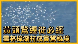 黃頭鷺遷徙必經 雲林樟湖村成賞鷺秘境【央廣新聞】