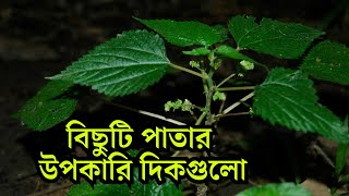 বিছুটি পাতার এই উপকারি দিকগুলো জানেন? || BD Advice