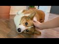 柯基cookie u0026max｜corgi puppies fell in love with house plant 护盆栽的小狗还是第一次见哈哈