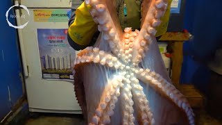 대왕문어무침: Giant 17kg Octopus Turned into Flavorful Octopus Salad | Korean Food || Credits: FOODY TRIP