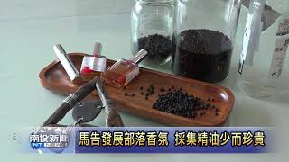 馬告發展部落香氛 採集精油少而珍貴 南投新聞