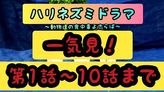 【一気見】ハリネズミドラマ第1話～10話