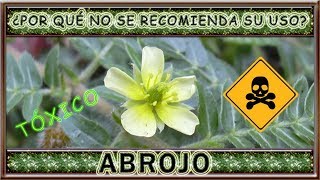 Plantas Tóxicas: ABROJO ¿Por qué no se recomienda su uso?