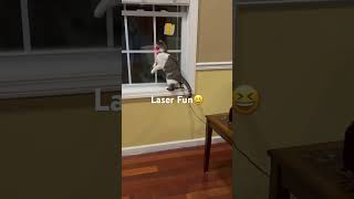 Cat Laser Fun😆Funny Animals 2023#trending#shorts#viral#cat#funny#shortfeed#ytshorts#cats#catvideos