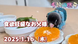 《2025.1.16》食欲旺盛なお父様【今朝の様子】ボタンインコ＆ウロコインコ