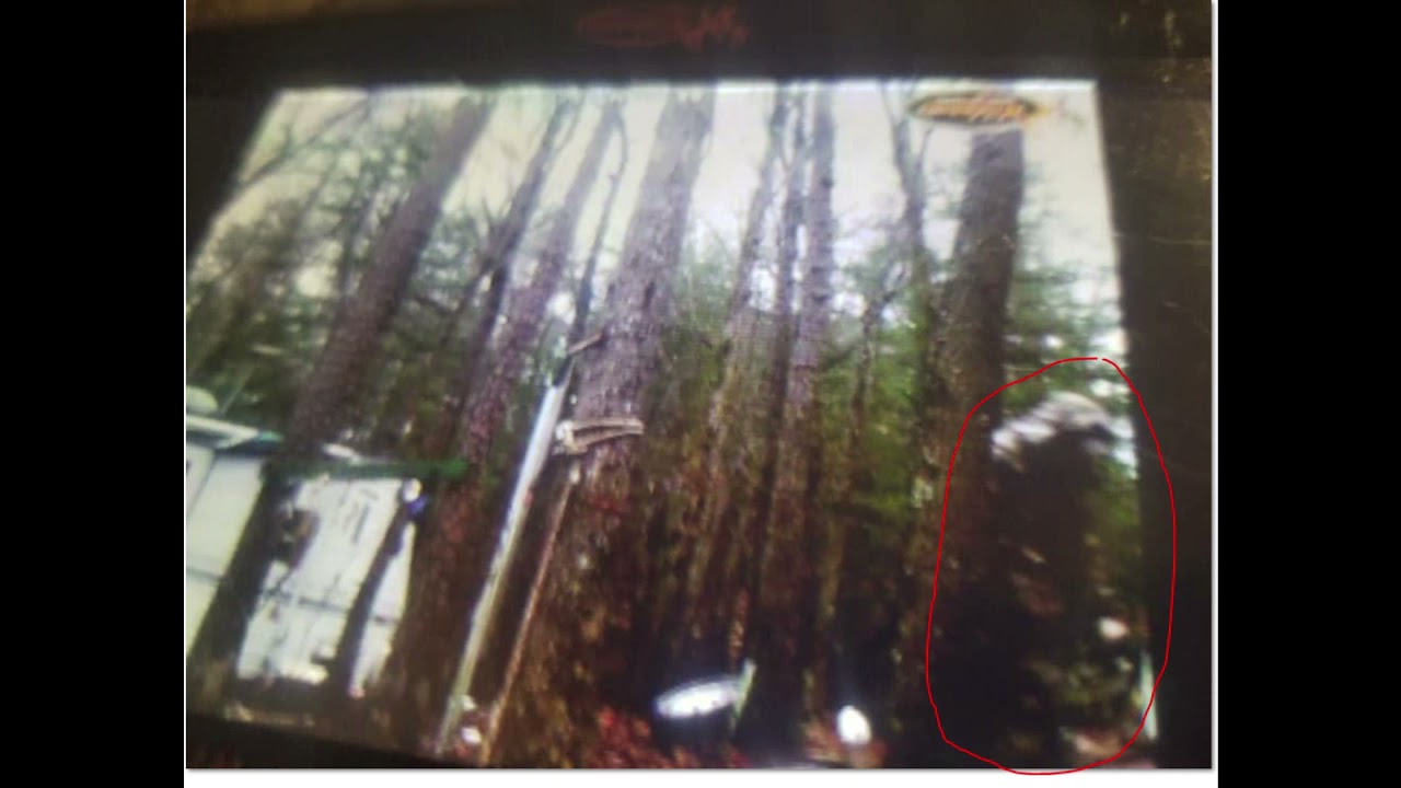 Giant Georgia Sasquatch Captured On Game Camera - YouTube