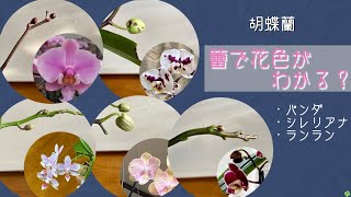 2023年1月13日　お買得品の胡蝶蘭の花色は…     つぼみの色で白系かピンク系かがわかります