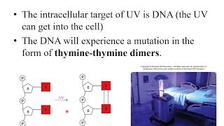 Lab 2-13: Effect of UV Light on Bacterial Growth