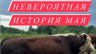 Невероятная история про Мая//начало сенокоса #герефорд #Май#история #сенаж #корова #ферма #хозяйство