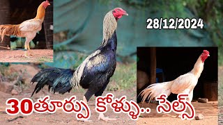 9666738558 rajamundry 28/12/2024