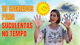 Esquema Te Vira Linda: SEGREDOS para cultivo de SUCULENTAS  no TEMPO/Grazi Bittencourt