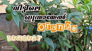 Kumquat വീട്ടിലെ ഇസ്രായേൽ ഓറഞ്ച്[israel orange cultivation]harvesting israel orange ] chemmoos world