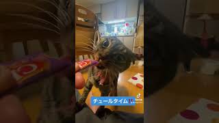 【我が家のにゃんこ#8】チャオチュールを貰っている時は至福の時間です‼️ #ねこ #cat #cats #キジトラ #三毛猫 #黒猫 #猫のいる暮らし #猫好き #猫好きさんと繋がりたい