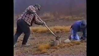 Here's How NOT to Release a Bobcat