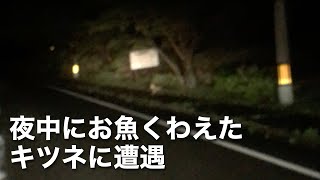 夜中の山道で魚をくわえたキツネに遭遇〜週末田舎暮らし【野生動物】