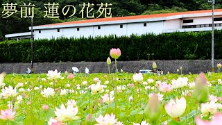 【 夢前 蓮の花苑 】行ってみた！ 動画\u0026スライドショー