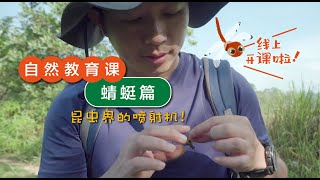 昆虫界的喷射机-《蜻蜓篇》如何辨认豆娘\u0026蜻蜓~🌳野人教室 🌳马来西亚自然教育 🌳 儿童线上课程🌳