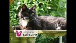 International Cat Care – who we are and what we do