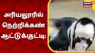 Ariyalur | ஒற்றைக்கண்ணுடன் பிறந்த ஆட்டுக்குட்டி- சிவனாக பாவித்து வணங்கும் குடும்பத்தினர்