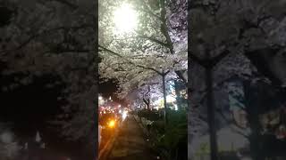 東京 夜桜 東京都国立市 大学通り