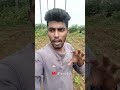 பண்டைய கால பாரம்பரிய முறையில் உழவு plowing in ancient traditional method