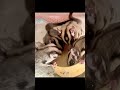 sugar glider family baby drinking milk 蜜袋鼯家庭 喝奶 フクロモモンガ ミルク 家族 sugarglider shorts フクロモモンガ 蜜袋鼯