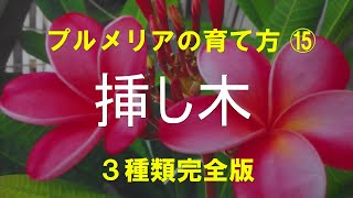 プルメリア３種類の挿し木のさし方完全版　プルメリアを挿し木で増やして花を沢山咲かせましょう。