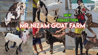 Multiple breeds of goat's available in Hyderabad at Mr Nizam Goat Farm Vattepally | gulabi \u0026 more