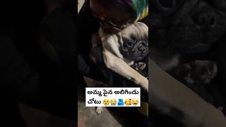 అమ్మ పైన అలిగిండు చోటు 🥹😭🫂🥰😂 #pug #dogs #doglover #telugu #cutepets #petlover #puppys #animals #fun