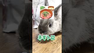 ネザーランドドワーフのラルフローレンくん🐰ラルフくんとお寿司🍣が一緒になると罰ゲーム⁉️ #うさぎとの生活 #petrabbit #うさぎちゃん #うちのうさぎ #子うさぎ