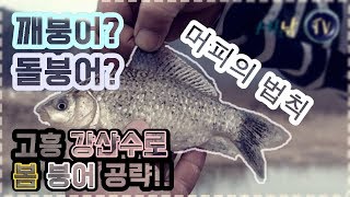 [세모낚TV]고흥 강산수로/깨붕어인가? 돌붕어인가?/붕어 대물낚시, 수초치기, 즐거운낚시기행 61화 /정관장