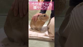 ウサギさんを寝かしつけるママ #shorts #うさぎ #bunny