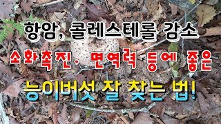 버섯의 진맛, 능이버섯 찾는 방법, 자생지 상세공개2