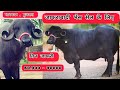 जाफराबादी भेंस सेल के लिए || YADAV DAIRY FARM || PARVALA BHAVNGAR GUJARAT || +91 88493 93900