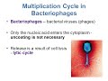 bi280 chapter 6 an introduction to viruses part 2 of 2