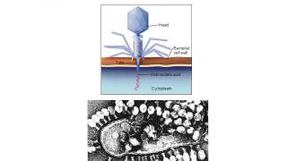 BI280 Chapter 6 An Introduction to Viruses - Part 2 of 2