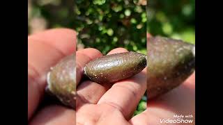 มะนาวคาเวียร์ กับโรคยางไหลที่โคนต้น Finger lime