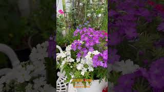 【HD動画】2024年5月19日  薔薇が満開です。 #flowers #garden #癒し#自然 #naturelovers #薔薇は美しく散る #ばらの花 #rosegarden