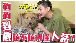 狗狗到底聽不聽得懂人話！？How Much Does Your Dog Understand When You Talk?｜@熊爸估狗dogtrainer