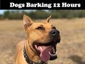 dogs barking for 12 hours high quality sounds