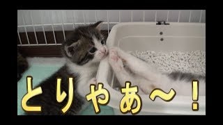 【猫好き】とりゃぁ～！（スコティッシュフォールド）《funny cats》