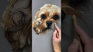 Ludo the cavapoo coming to life