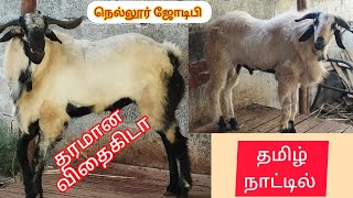 2 பல் ஆந்திரா கிடா தமிழ்நாட்டில்.#goat #ஆந்திரா #விதைகிடா #மாப்பிள்ளைகிடா#sheep #ஆடு #nellorejodipi