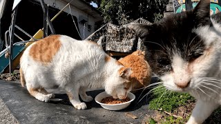 湯島　船の待合所前を占拠して猫の集会を開いていた猫たちに差し入れを持って行ったら温かく迎え入れてくれた