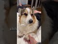 corgi likes to meditate before bedtime corgi dogs