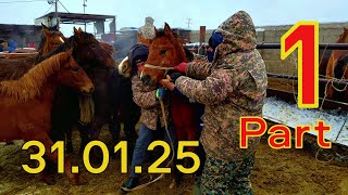 Horse market in Kazakhstan  - Көксәйек Мал Базары - prices are SHOCKING!  💢31.01.25 💥 Part  -1