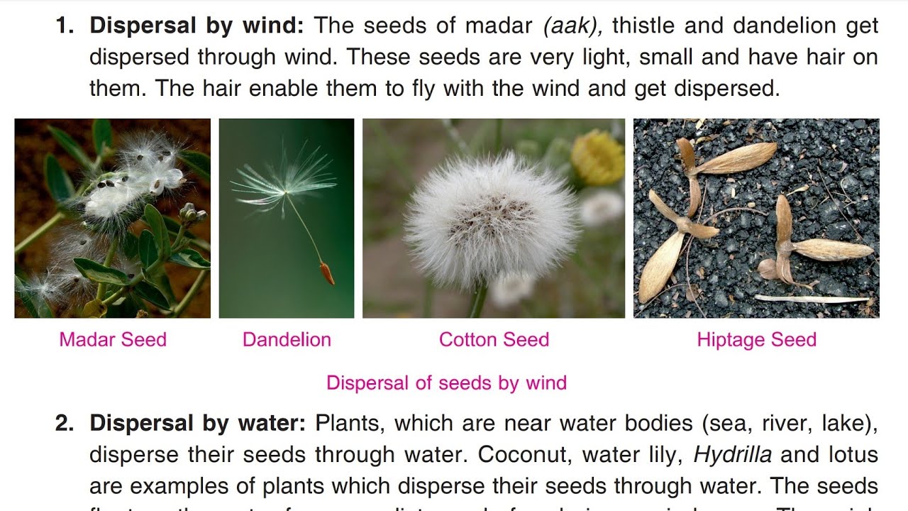 Types Of Seed Dispersal And Examples