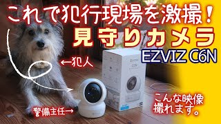 見守りカメラEZVIZ C6Nが衝撃の犯行現場を激撮　〜赤ちゃん犬の時、しつけに欲しかった〜　映像と機能を紹介【割引クーポンあります】